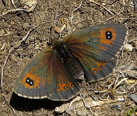 Female Common Brassy Ringlet - Erebia cassioides © Teresa Farino